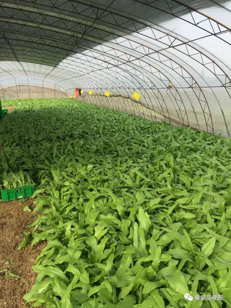 有机蔬菜种植：绿色与健康的未来